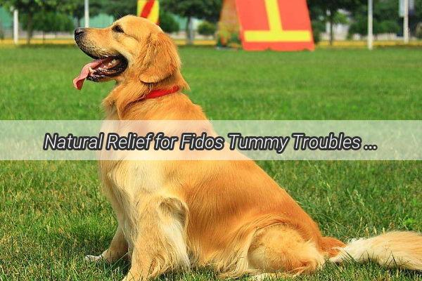 Natural Relief for Fidos Tummy Troubles Can Huanglian Su Be the Answer for Your Dogs Enteritis